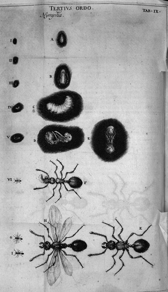 An illustration from Histoire générale des insectes. Où l'on expose clairement la manière lente & presqu'insensible de l'accroissement de leurs membres, & ou l'on découvre évidemment l'erreur où l'on tombe d'ordinaire au sujet de leur prétendue transformation. Par Jean Swammerdam Docteur en médecine. Avec des figures, 1682, leaf 200