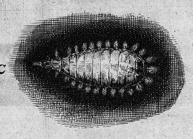 An illustration from Histoire générale des insectes. Où l'on expose clairement la manière lente & presqu'insensible de l'accroissement de leurs membres, & ou l'on découvre évidemment l'erreur où l'on tombe d'ordinaire au sujet de leur prétendue transformation. Par Jean Swammerdam Docteur en médecine. Avec des figures, 1682, leaf 218