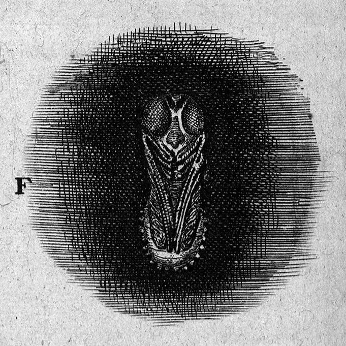 An illustration from Histoire générale des insectes. Où l'on expose clairement la manière lente & presqu'insensible de l'accroissement de leurs membres, & ou l'on découvre évidemment l'erreur où l'on tombe d'ordinaire au sujet de leur prétendue transformation. Par Jean Swammerdam Docteur en médecine. Avec des figures, 1682, leaf 218