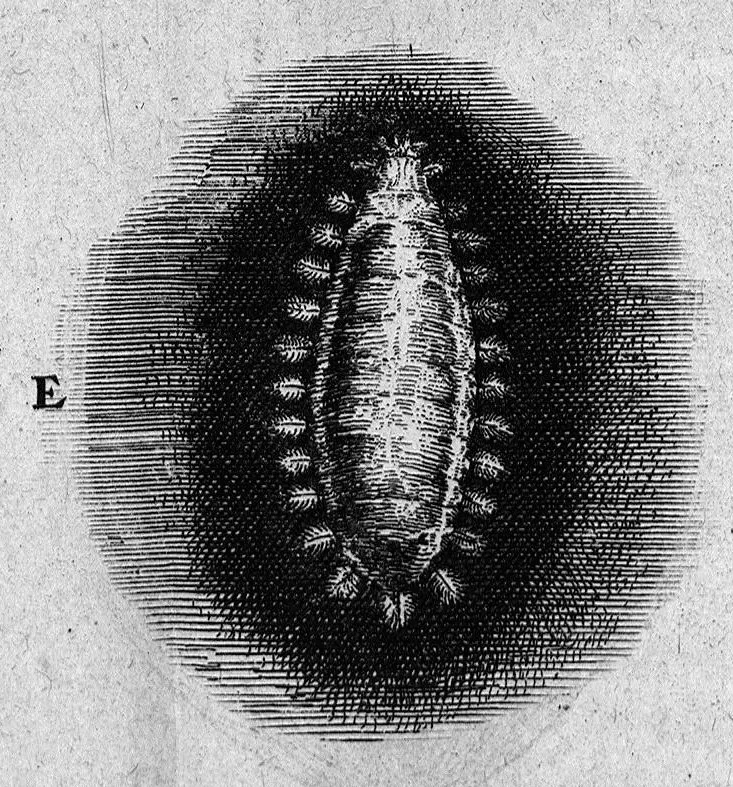 An illustration from Histoire générale des insectes. Où l'on expose clairement la manière lente & presqu'insensible de l'accroissement de leurs membres, & ou l'on découvre évidemment l'erreur où l'on tombe d'ordinaire au sujet de leur prétendue transformation. Par Jean Swammerdam Docteur en médecine. Avec des figures, 1682, leaf 218