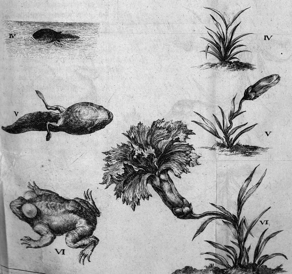 An illustration from Histoire générale des insectes. Où l'on expose clairement la manière lente & presqu'insensible de l'accroissement de leurs membres, & ou l'on découvre évidemment l'erreur où l'on tombe d'ordinaire au sujet de leur prétendue transformation. Par Jean Swammerdam Docteur en médecine. Avec des figures, 1682, leaf 225