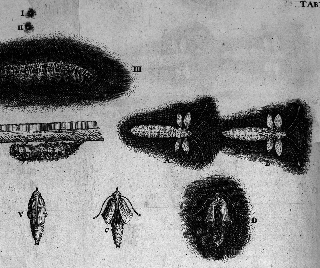 An illustration from Histoire générale des insectes. Où l'on expose clairement la manière lente & presqu'insensible de l'accroissement de leurs membres, & ou l'on découvre évidemment l'erreur où l'on tombe d'ordinaire au sujet de leur prétendue transformation. Par Jean Swammerdam Docteur en médecine. Avec des figures, 1682, leaf 234