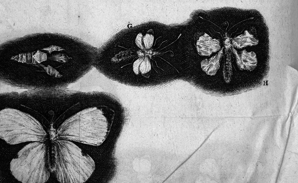 An illustration from Histoire générale des insectes. Où l'on expose clairement la manière lente & presqu'insensible de l'accroissement de leurs membres, & ou l'on découvre évidemment l'erreur où l'on tombe d'ordinaire au sujet de leur prétendue transformation. Par Jean Swammerdam Docteur en médecine. Avec des figures, 1682, leaf 234