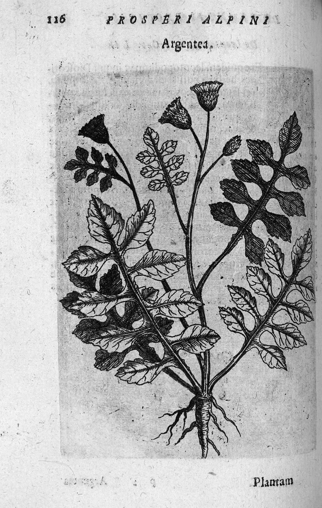 An illustration from De plantis exoticis libri duo, 1627, leaf 131