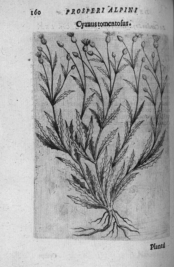 An illustration from De plantis exoticis libri duo, 1627, leaf 175