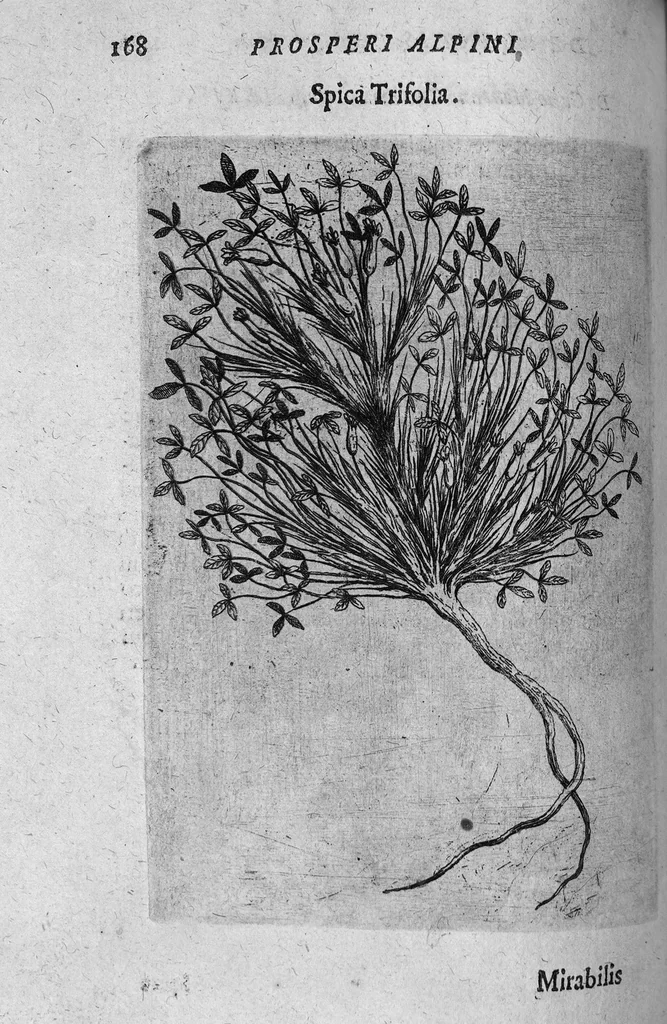 An illustration from De plantis exoticis libri duo, 1627, leaf 183