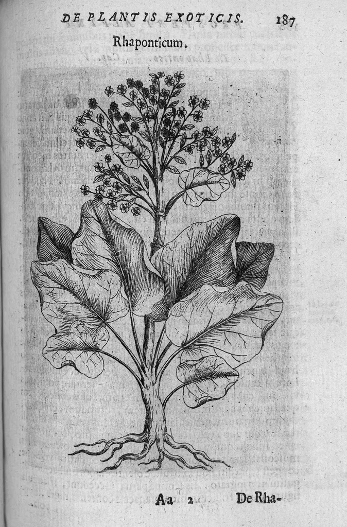 An illustration from De plantis exoticis libri duo, 1627, leaf 202