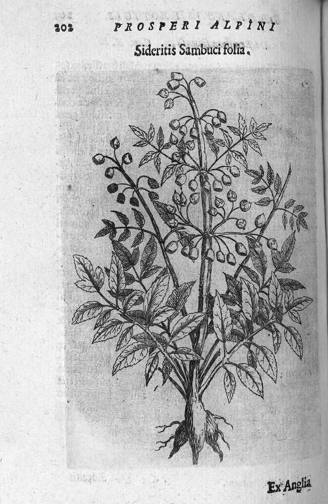 An illustration from De plantis exoticis libri duo, 1627, leaf 217