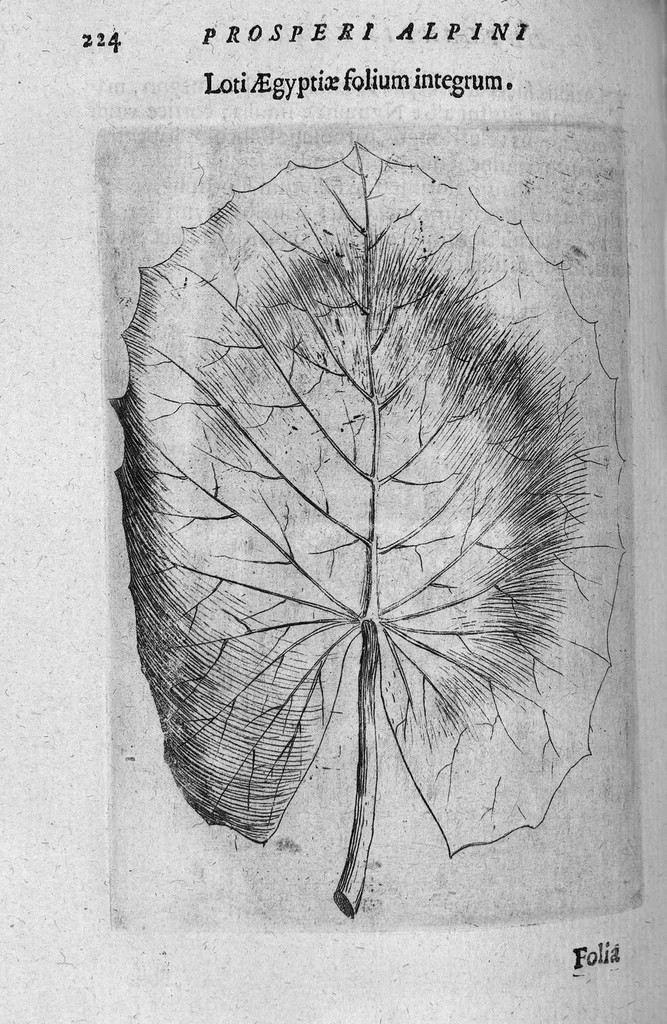 An illustration from De plantis exoticis libri duo, 1627, leaf 239