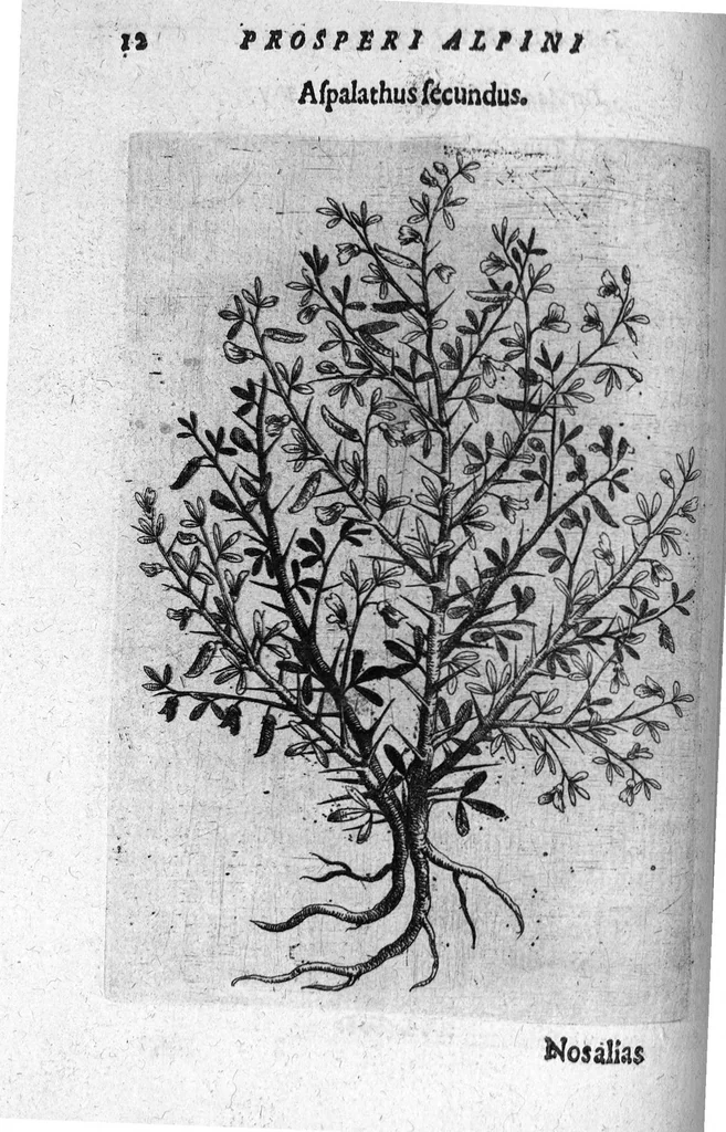 An illustration from De plantis exoticis libri duo, 1627, leaf 27