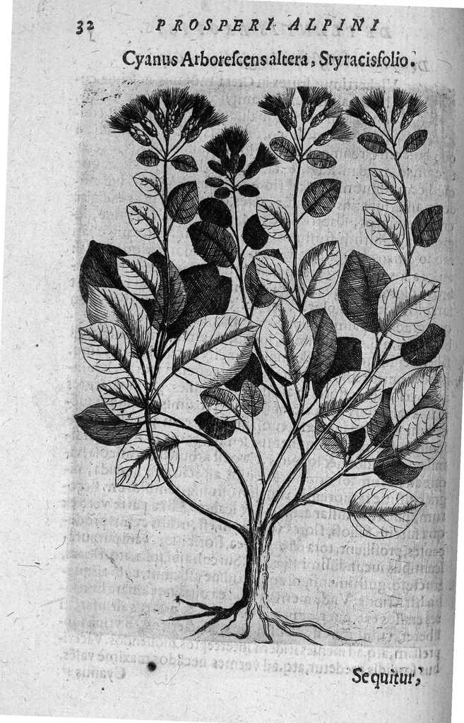 An illustration from De plantis exoticis libri duo, 1627, leaf 47
