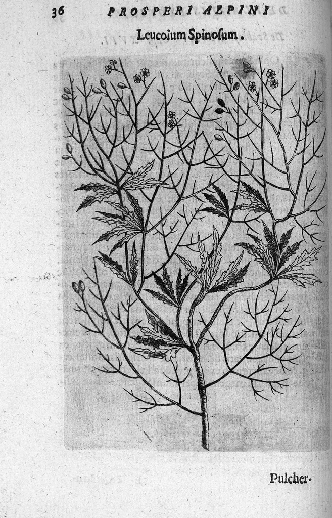 An illustration from De plantis exoticis libri duo, 1627, leaf 51