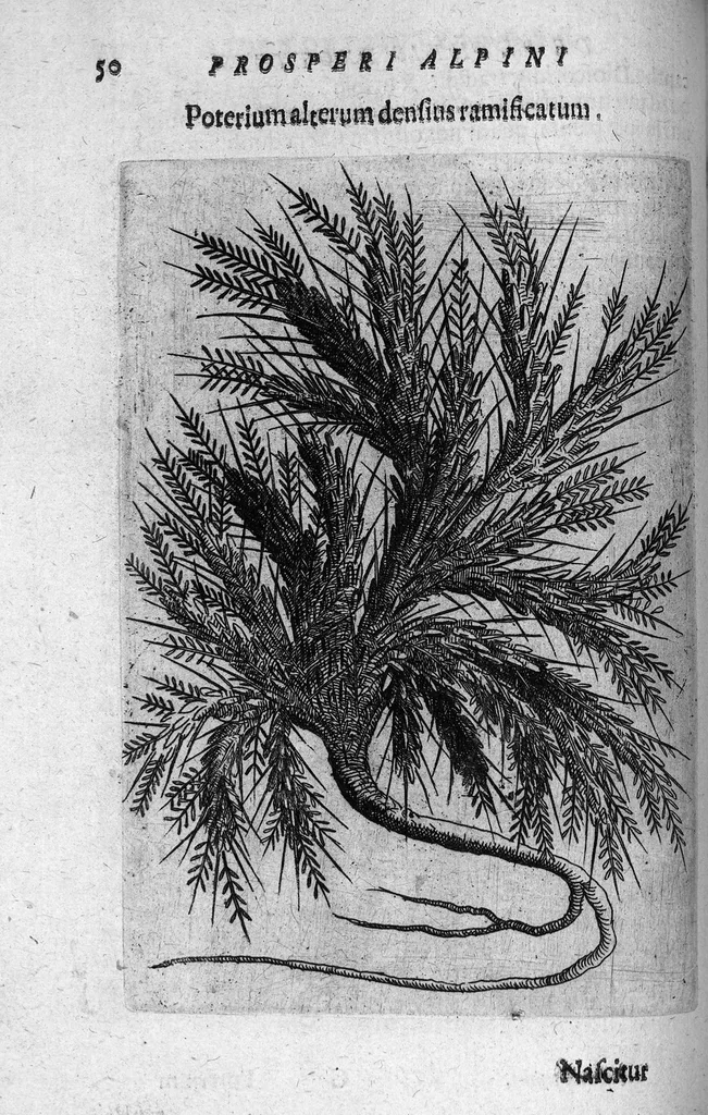 An illustration from De plantis exoticis libri duo, 1627, leaf 65