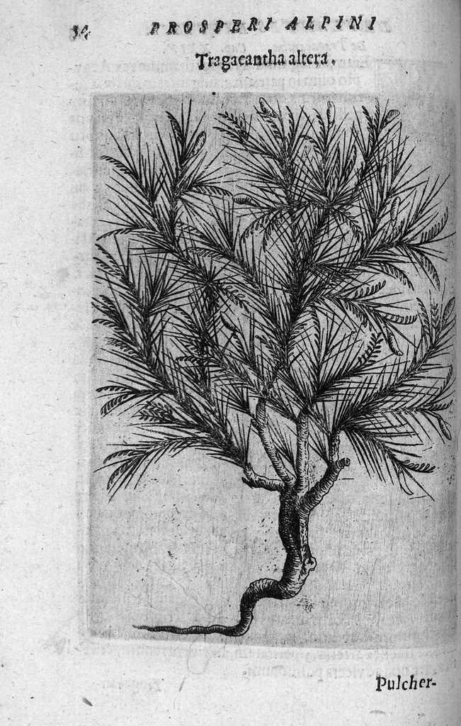 An illustration from De plantis exoticis libri duo, 1627, leaf 69