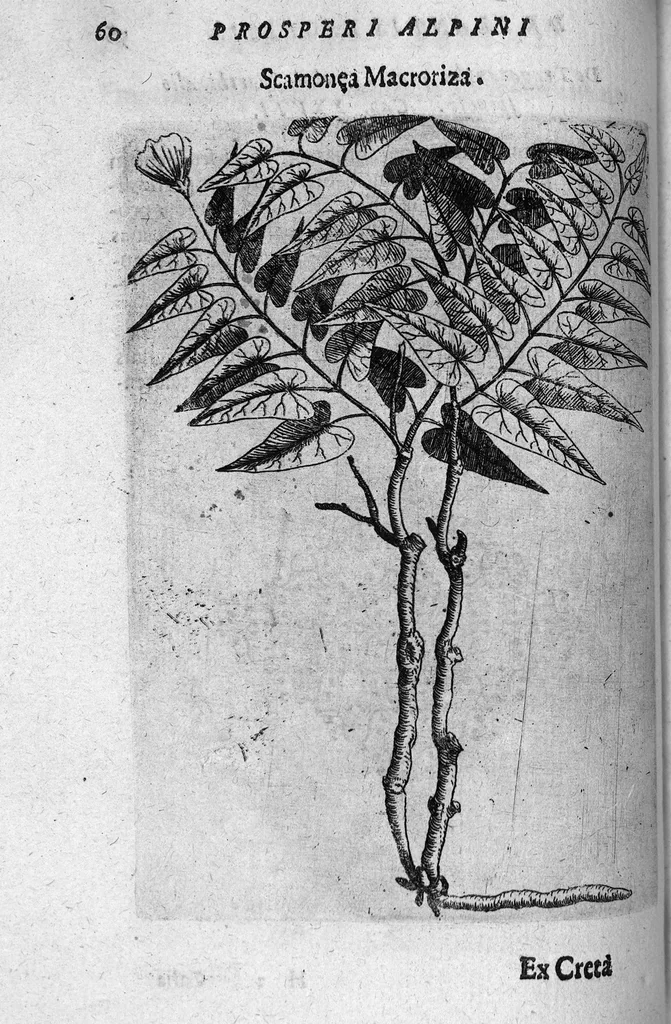 An illustration from De plantis exoticis libri duo, 1627, leaf 75
