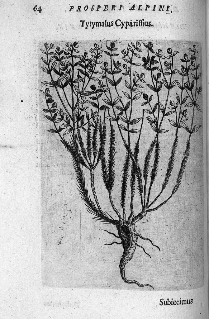 An illustration from De plantis exoticis libri duo, 1627, leaf 79