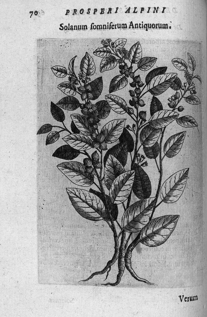 An illustration from De plantis exoticis libri duo, 1627, leaf 85