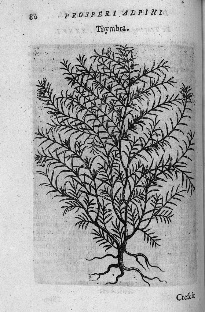 An illustration from De plantis exoticis libri duo, 1627, leaf 95