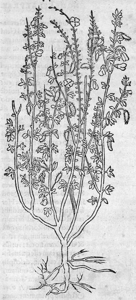 An illustration from De stirpium maximearum, quae in Germania notra nascuntur, usitatis nomenclaturis,...interprete Davide Kybero..., 1552, leaf 1028