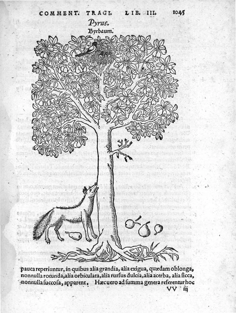 An illustration from De stirpium maximearum, quae in Germania notra nascuntur, usitatis nomenclaturis,...interprete Davide Kybero..., 1552, leaf 1112