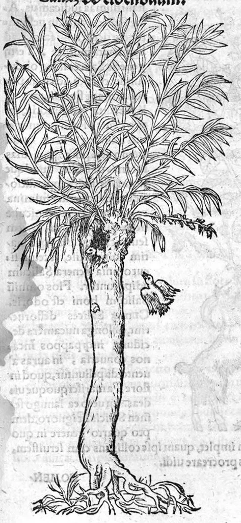 An illustration from De stirpium maximearum, quae in Germania notra nascuntur, usitatis nomenclaturis,...interprete Davide Kybero..., 1552, leaf 1144