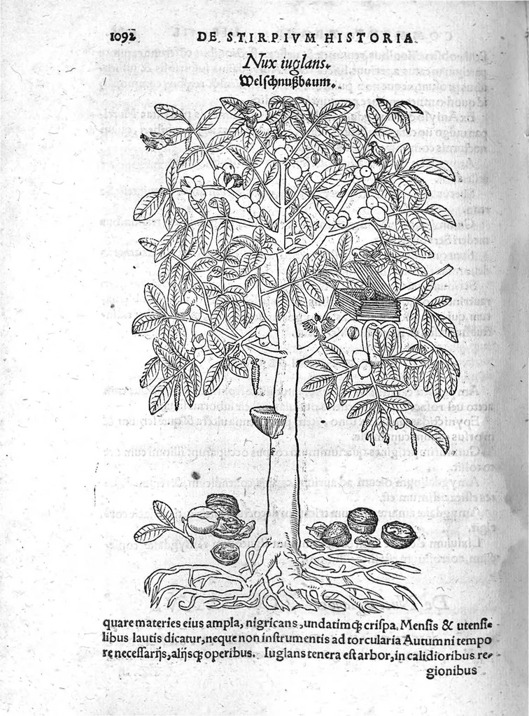 An illustration from De stirpium maximearum, quae in Germania notra nascuntur, usitatis nomenclaturis,...interprete Davide Kybero..., 1552, leaf 1159