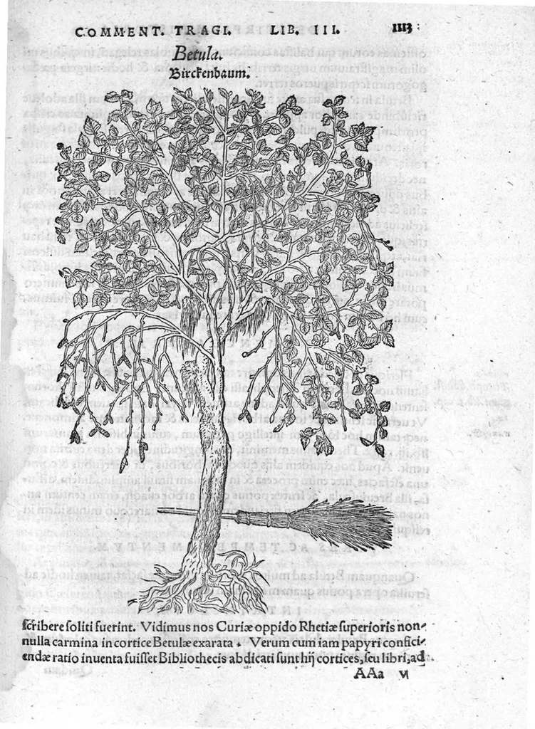 An illustration from De stirpium maximearum, quae in Germania notra nascuntur, usitatis nomenclaturis,...interprete Davide Kybero..., 1552, leaf 1180