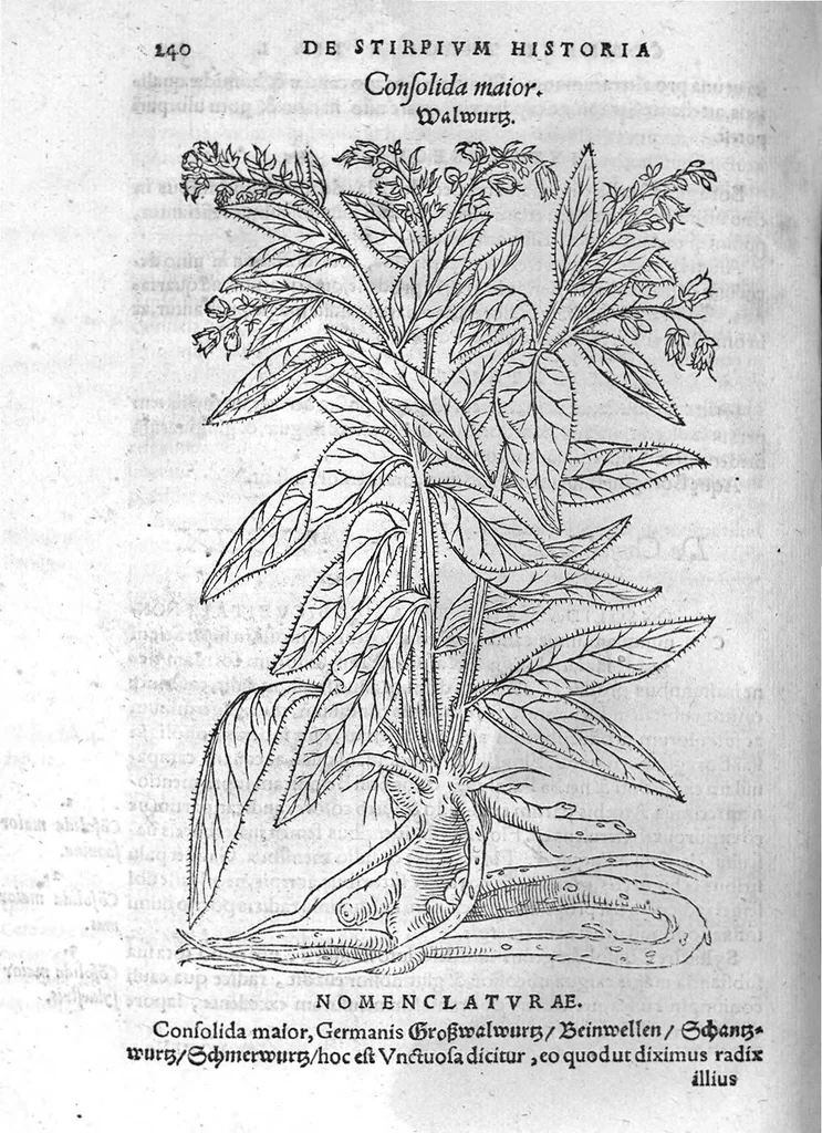 An illustration from De stirpium maximearum, quae in Germania notra nascuntur, usitatis nomenclaturis,...interprete Davide Kybero..., 1552, leaf 307