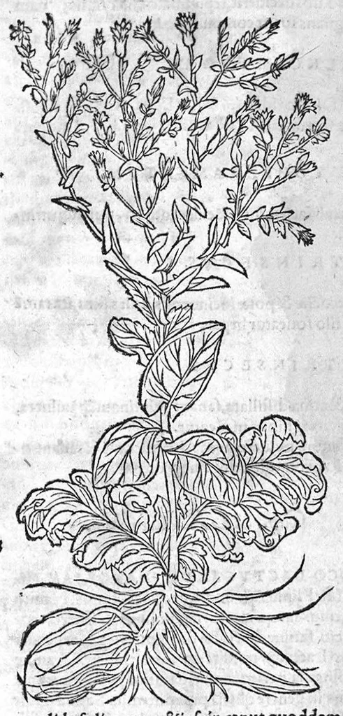 An illustration from De stirpium maximearum, quae in Germania notra nascuntur, usitatis nomenclaturis,...interprete Davide Kybero..., 1552, leaf 325