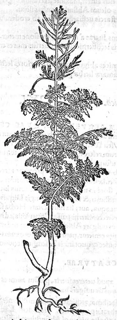 An illustration from De stirpium maximearum, quae in Germania notra nascuntur, usitatis nomenclaturis,...interprete Davide Kybero..., 1552, leaf 405