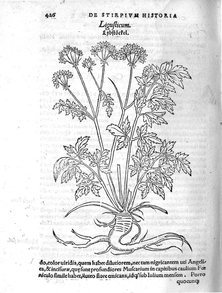 An illustration from De stirpium maximearum, quae in Germania notra nascuntur, usitatis nomenclaturis,...interprete Davide Kybero..., 1552, leaf 493