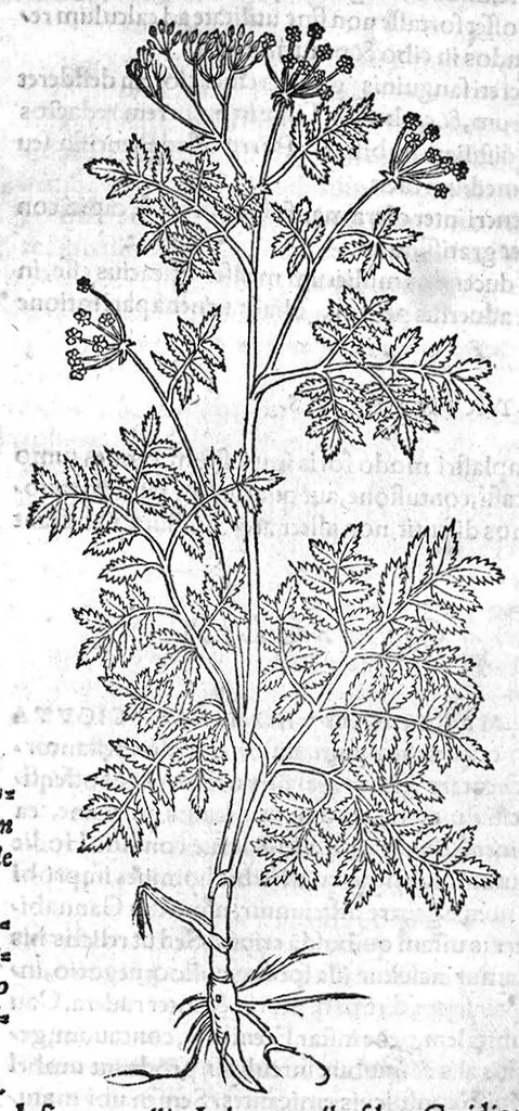 An illustration from De stirpium maximearum, quae in Germania notra nascuntur, usitatis nomenclaturis,...interprete Davide Kybero..., 1552, leaf 541