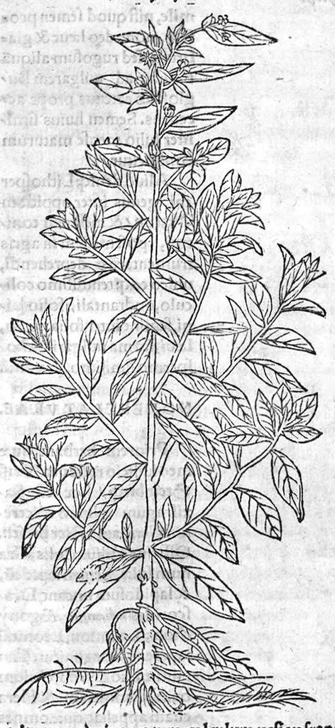 An illustration from De stirpium maximearum, quae in Germania notra nascuntur, usitatis nomenclaturis,...interprete Davide Kybero..., 1552, leaf 603
