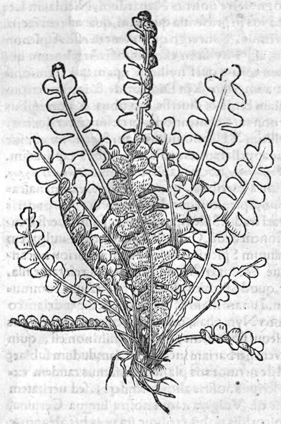 An illustration from De stirpium maximearum, quae in Germania notra nascuntur, usitatis nomenclaturis,...interprete Davide Kybero..., 1552, leaf 618