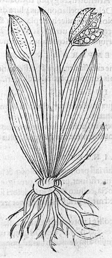 An illustration from De stirpium maximearum, quae in Germania notra nascuntur, usitatis nomenclaturis,...interprete Davide Kybero..., 1552, leaf 971