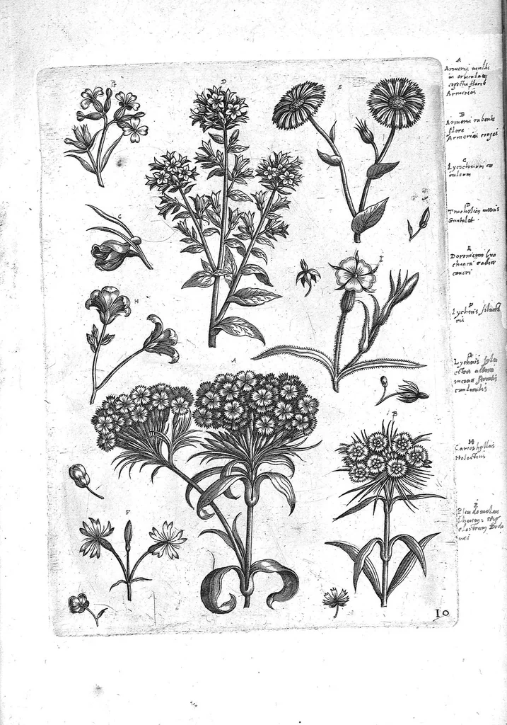 An illustration from Florilegium ab Hadriano Collaert coelatum et a Philip Galleo editum ; illustriss. eccelentissimoque dno D. Ioanni Medici. omnis generis elegantiarum admiratori et patrono, Philip. Gallaeus DD., 1587, leaf 10