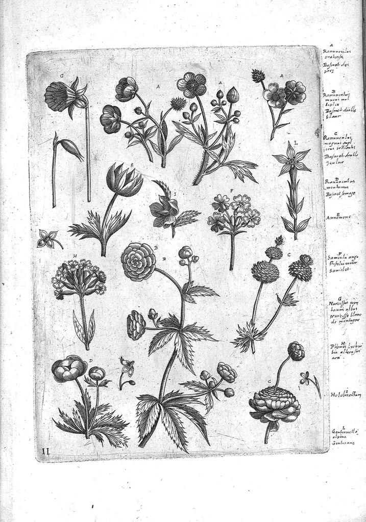 An illustration from Florilegium ab Hadriano Collaert coelatum et a Philip Galleo editum ; illustriss. eccelentissimoque dno D. Ioanni Medici. omnis generis elegantiarum admiratori et patrono, Philip. Gallaeus DD., 1587, leaf 11