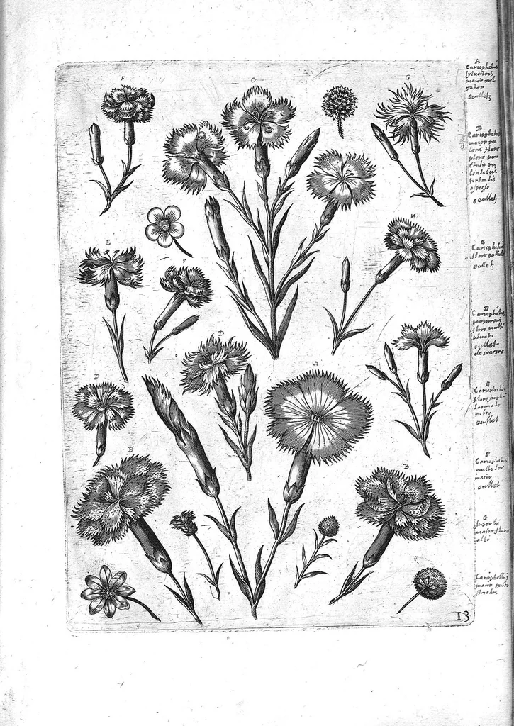 An illustration from Florilegium ab Hadriano Collaert coelatum et a Philip Galleo editum ; illustriss. eccelentissimoque dno D. Ioanni Medici. omnis generis elegantiarum admiratori et patrono, Philip. Gallaeus DD., 1587, leaf 13