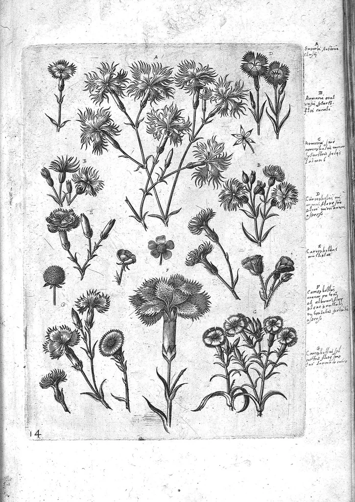 An illustration from Florilegium ab Hadriano Collaert coelatum et a Philip Galleo editum ; illustriss. eccelentissimoque dno D. Ioanni Medici. omnis generis elegantiarum admiratori et patrono, Philip. Gallaeus DD., 1587, leaf 14