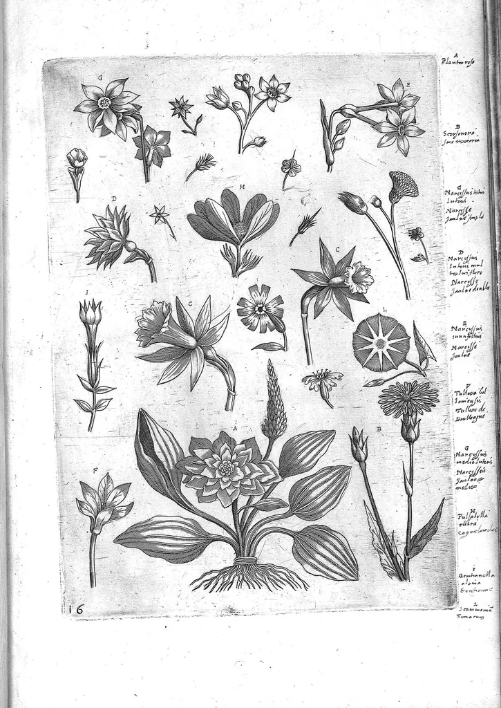 An illustration from Florilegium ab Hadriano Collaert coelatum et a Philip Galleo editum ; illustriss. eccelentissimoque dno D. Ioanni Medici. omnis generis elegantiarum admiratori et patrono, Philip. Gallaeus DD., 1587, leaf 16