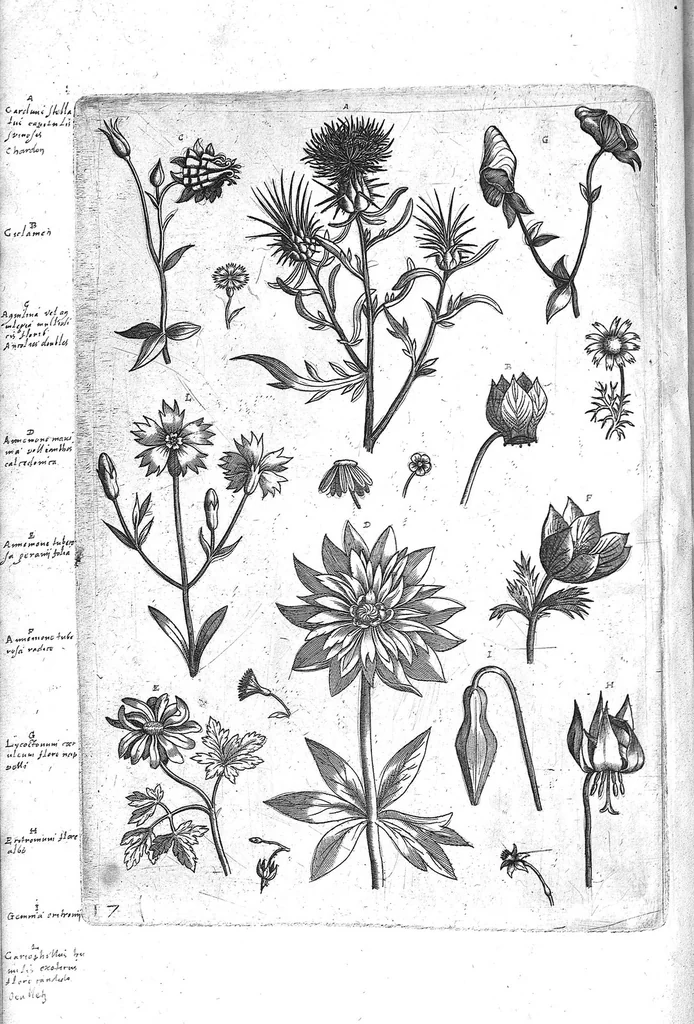 An illustration from Florilegium ab Hadriano Collaert coelatum et a Philip Galleo editum ; illustriss. eccelentissimoque dno D. Ioanni Medici. omnis generis elegantiarum admiratori et patrono, Philip. Gallaeus DD., 1587, leaf 17
