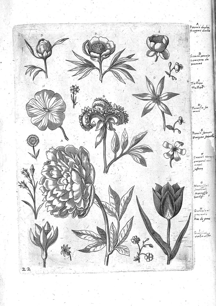 An illustration from Florilegium ab Hadriano Collaert coelatum et a Philip Galleo editum ; illustriss. eccelentissimoque dno D. Ioanni Medici. omnis generis elegantiarum admiratori et patrono, Philip. Gallaeus DD., 1587, leaf 22