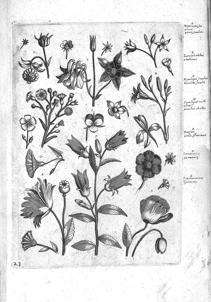 An illustration from Florilegium ab Hadriano Collaert coelatum et a Philip Galleo editum ; illustriss. eccelentissimoque dno D. Ioanni Medici. omnis generis elegantiarum admiratori et patrono, Philip. Gallaeus DD., 1587, leaf 23