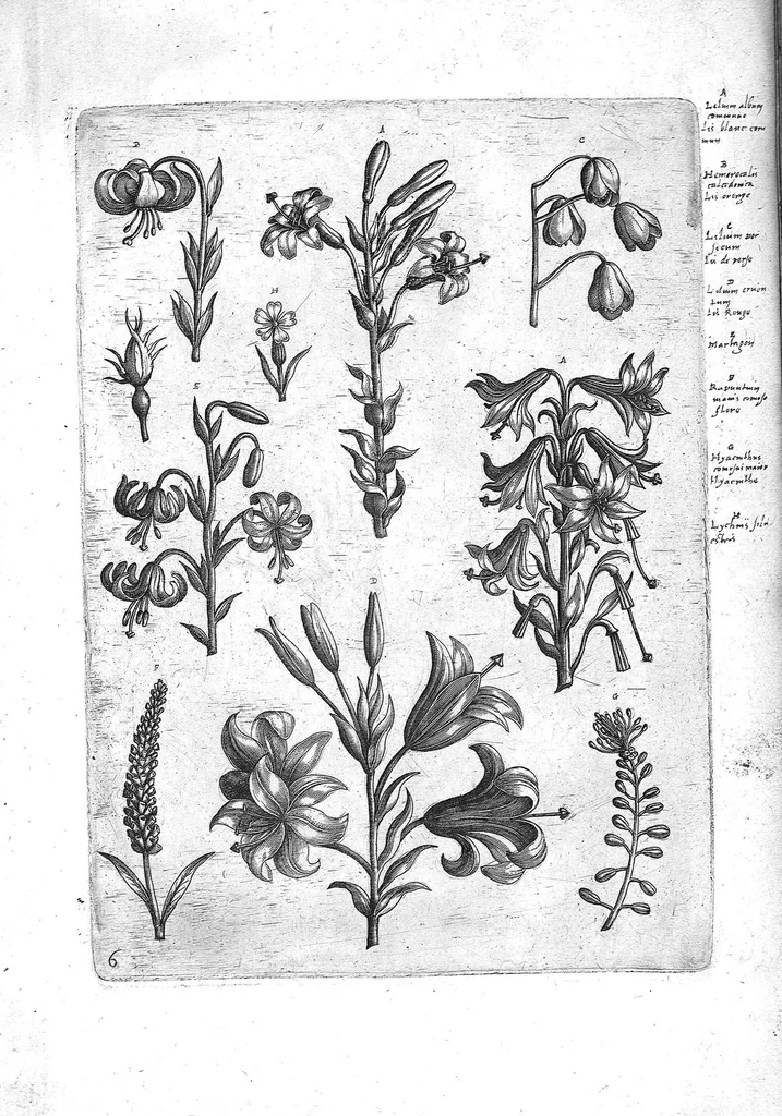 An illustration from Florilegium ab Hadriano Collaert coelatum et a Philip Galleo editum ; illustriss. eccelentissimoque dno D. Ioanni Medici. omnis generis elegantiarum admiratori et patrono, Philip. Gallaeus DD., 1587, leaf 6