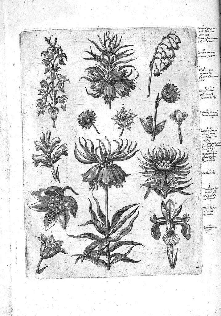 An illustration from Florilegium ab Hadriano Collaert coelatum et a Philip Galleo editum ; illustriss. eccelentissimoque dno D. Ioanni Medici. omnis generis elegantiarum admiratori et patrono, Philip. Gallaeus DD., 1587, leaf 7