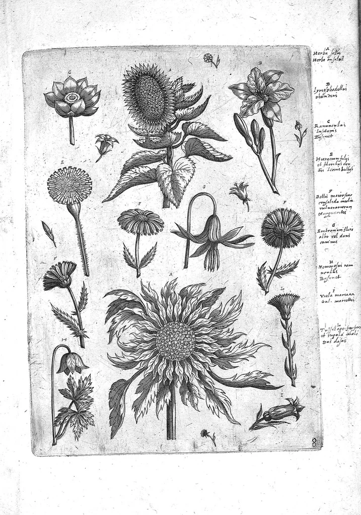 An illustration from Florilegium ab Hadriano Collaert coelatum et a Philip Galleo editum ; illustriss. eccelentissimoque dno D. Ioanni Medici. omnis generis elegantiarum admiratori et patrono, Philip. Gallaeus DD., 1587, leaf 8