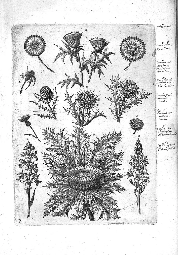 An illustration from Florilegium ab Hadriano Collaert coelatum et a Philip Galleo editum ; illustriss. eccelentissimoque dno D. Ioanni Medici. omnis generis elegantiarum admiratori et patrono, Philip. Gallaeus DD., 1587, leaf 9