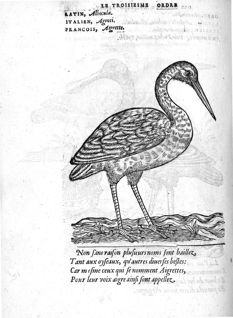 An illustration from Portraicts d'oyseaux, animaux, serpens, herbes, arbres, hommes et femmes d'Arabie & d'Egypte, observez par P. Belon du Mans...est adjoutée une carte du Mont Athos , & du Mont Sinay, 1618, leaf 105