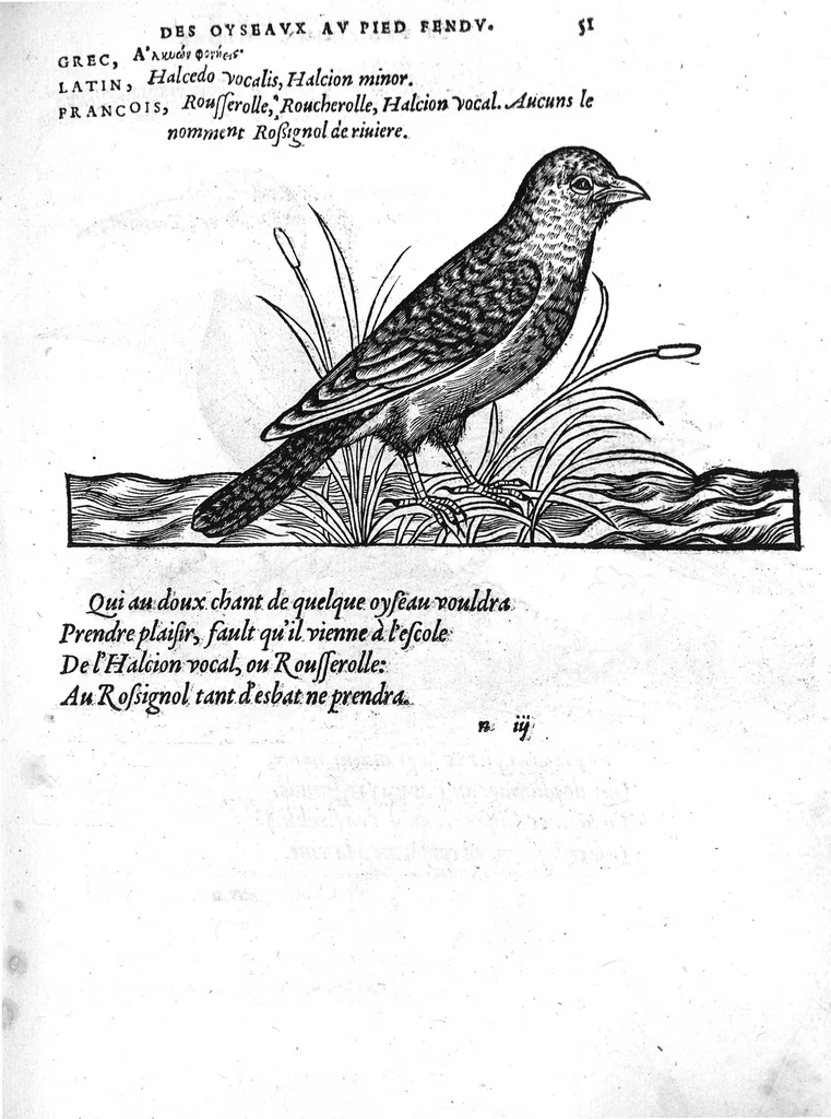 An illustration from Portraicts d'oyseaux, animaux, serpens, herbes, arbres, hommes et femmes d'Arabie & d'Egypte, observez par P. Belon du Mans...est adjoutée une carte du Mont Athos , & du Mont Sinay, 1618, leaf 120