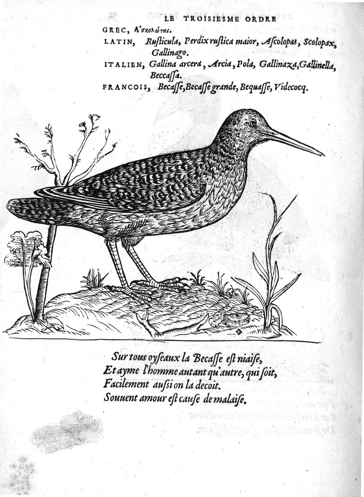 An illustration from Portraicts d'oyseaux, animaux, serpens, herbes, arbres, hommes et femmes d'Arabie & d'Egypte, observez par P. Belon du Mans...est adjoutée une carte du Mont Athos , & du Mont Sinay, 1618, leaf 123